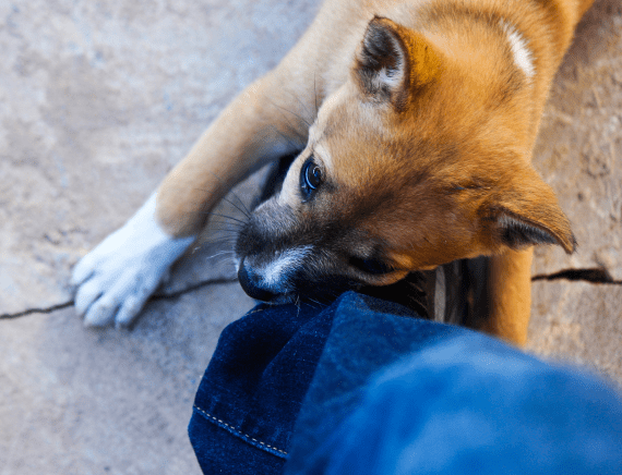 Animal Bites 1 | Personal Injury lawyer | B. Hedwat
